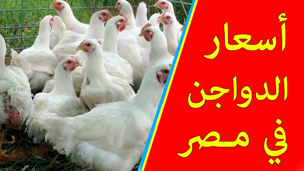 بكام الفراخ.. أسعار بورصة الدواجن اليوم الإثنين 16/9/2024 والكتاكيت في الأسواق المصرية 2 بكام الفراخ.. أسعار بورصة الدواجن اليوم الإثنين 16/9/2024 والكتاكيت في الأسواق المصرية