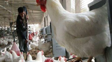 ارتفاع اسعار الدواجن
