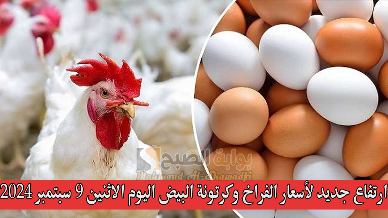 بورصة الدواجن الرئيسية.. ارتفاع جديد لأسعار الفراخ وكرتونة البيض اليوم الاثنين 9 سبتمبر 2024