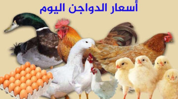اسعار الدواجن اليوم الجمعة