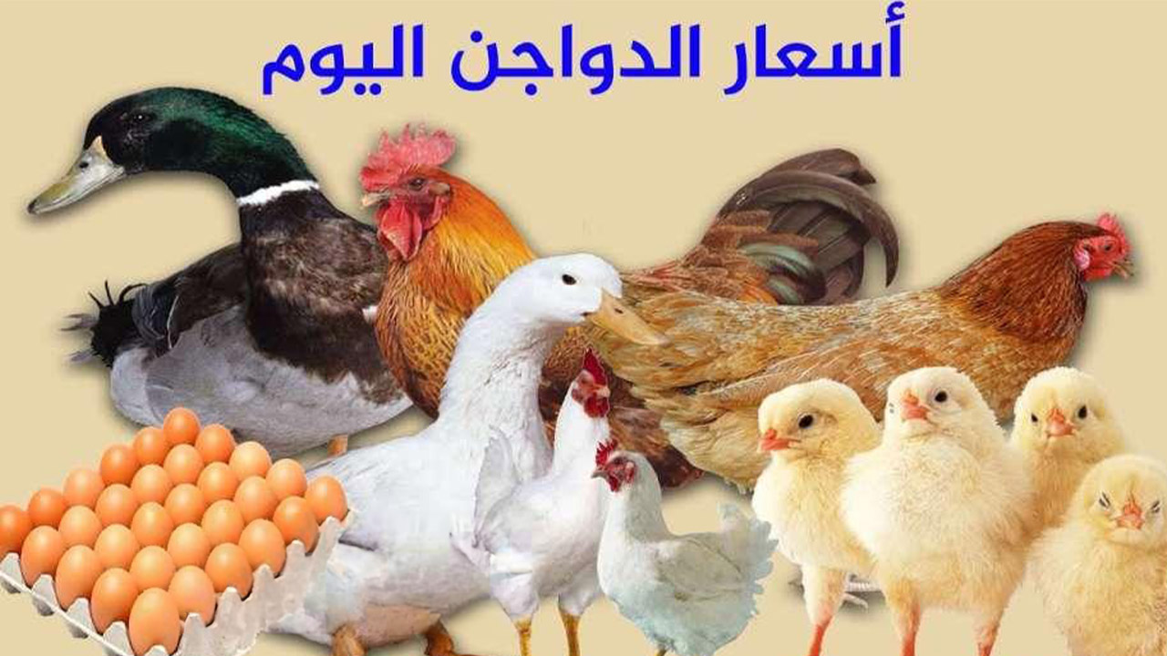"الفراخ البيضا وصلت 71 جنيه".. ارتفاع ملحوظ في اسعار الدواجن اليوم الجمعة 6 سبتمبر بالأسواق 5 “الفراخ البيضا وصلت 71 جنيه”.. ارتفاع ملحوظ في اسعار الدواجن اليوم الجمعة 6 سبتمبر بالأسواق
