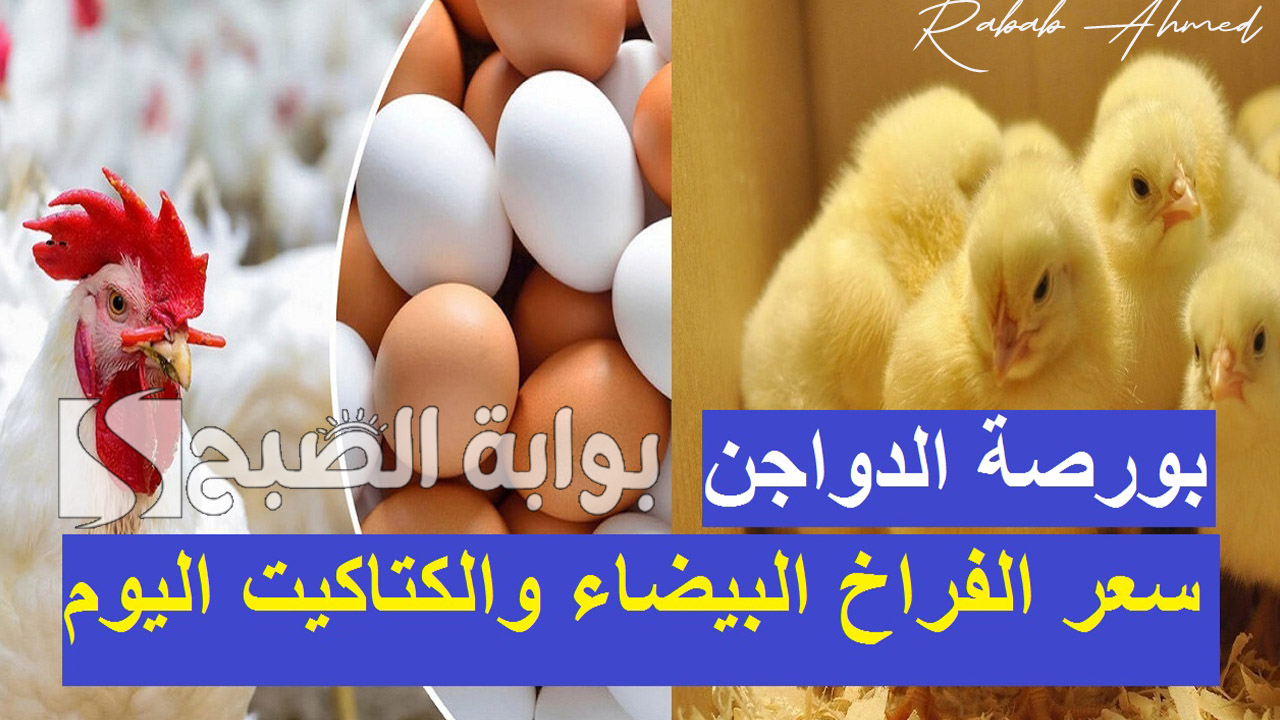 "تقلبات في أسعار البيض".. اسعار الدواجن اليوم السبت 7 سبتمبر 2024 في الأسواق المصرية 5 “تقلبات في أسعار البيض”.. اسعار الدواجن اليوم السبت 7 سبتمبر 2024 في الأسواق المصرية