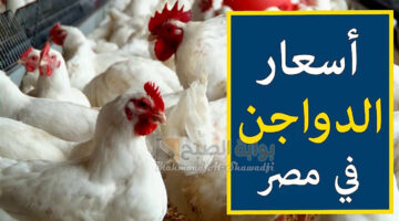 البلدي بـ120 جنيهًا. سعر الفراخ اليوم يسجل ارتفاعًا جديدًا وكرتونة البيض تقترب من 180