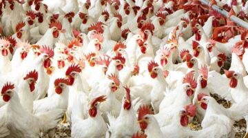 الدواجن ترتفع من جديد