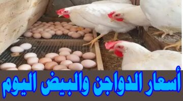 الدواجن تقلب الموازين