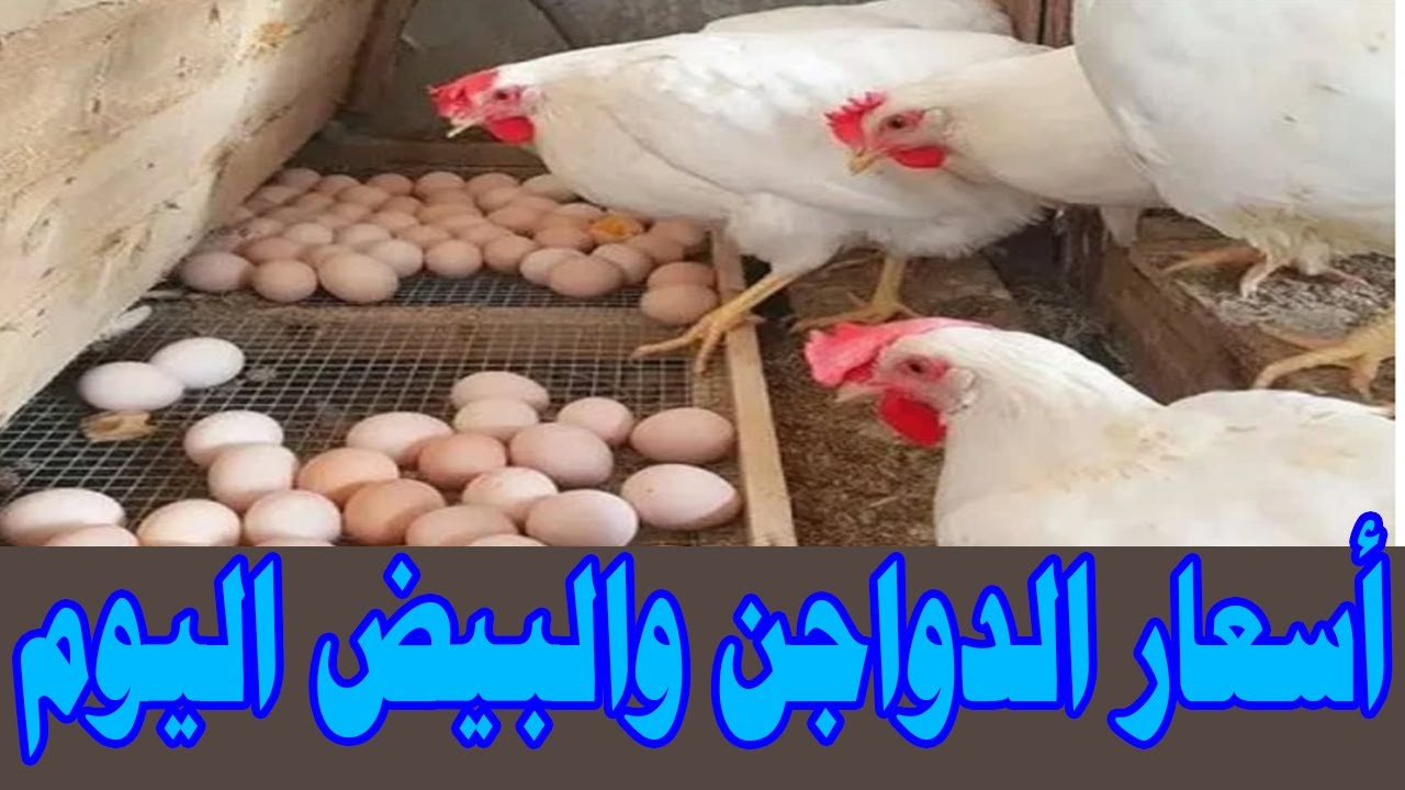 الدواجن تقلب الموازين وتسجل رقمًا جديدًا في الأسواق المصرية والبورصة الرئيسية اليوم الأربعاء 4/9/2024 5 الدواجن تقلب الموازين وتسجل رقمًا جديدًا في الأسواق المصرية والبورصة الرئيسية اليوم الأربعاء 4/9/2024