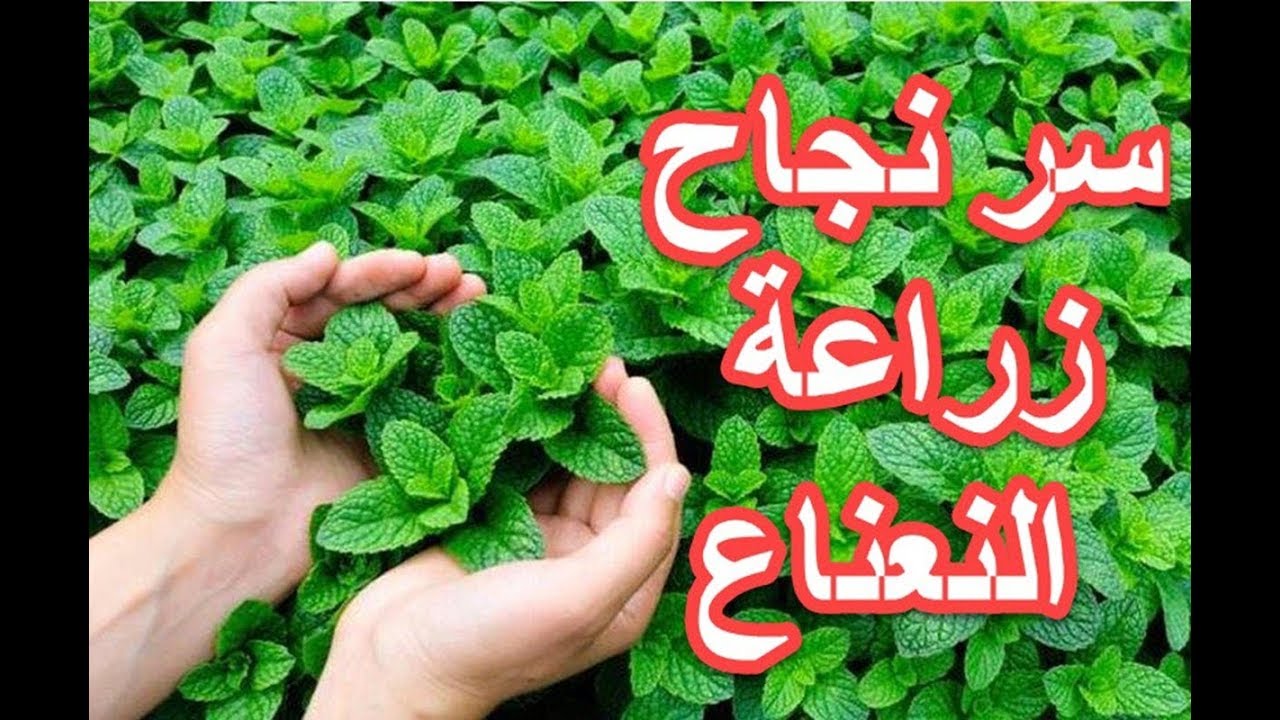 طريقة زراعة النعناع في المنزل خطوة بخطوة للاستمتاع برائحة عطرية وأحلي طعم ونظافة