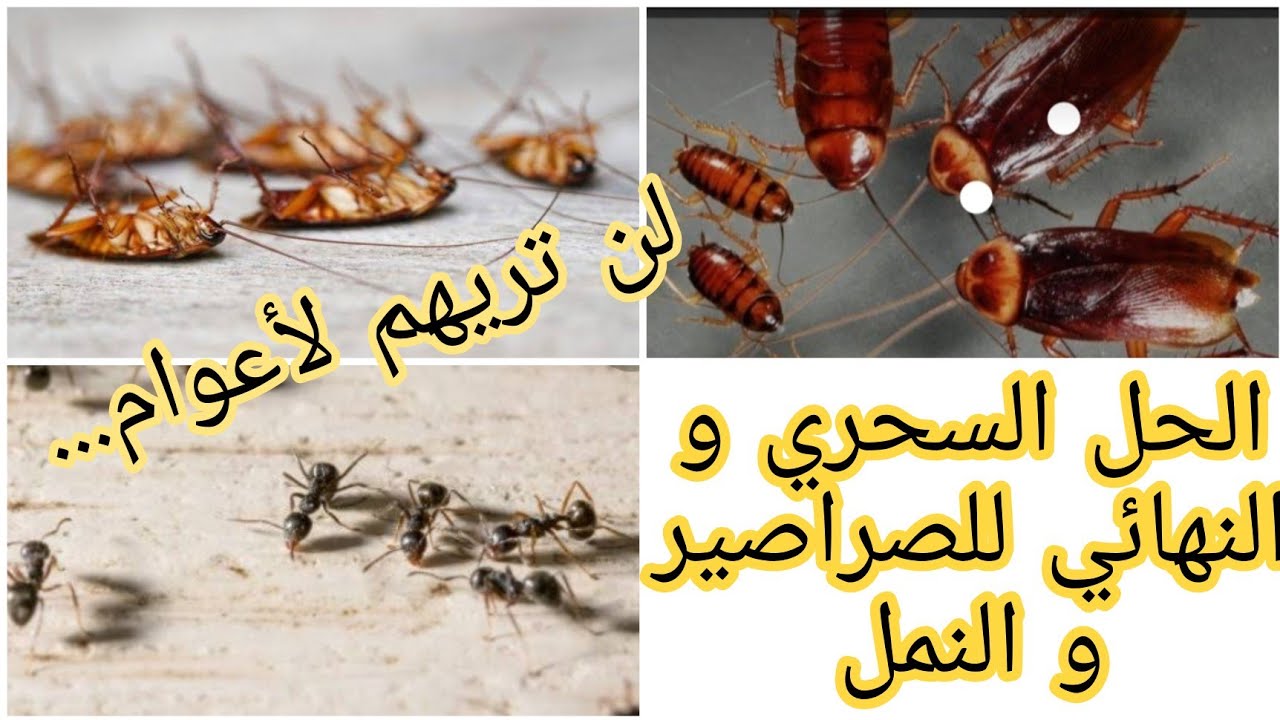 أقوي وصفة للتخلص من النمل والحشرات من أول استعمال بمكونات موجودة في المنزل