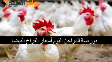 بورصة الدواجن اليوم أسعار الفراخ البيضاء 1 1
