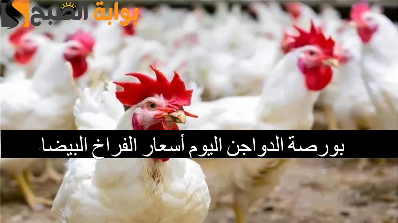 بكام الفراخ.. بورصة الدواجن اليوم أسعار الفراخ البيضاء الأحد 29/9/2024 والكتاكيت بعد آخر ارتفاع