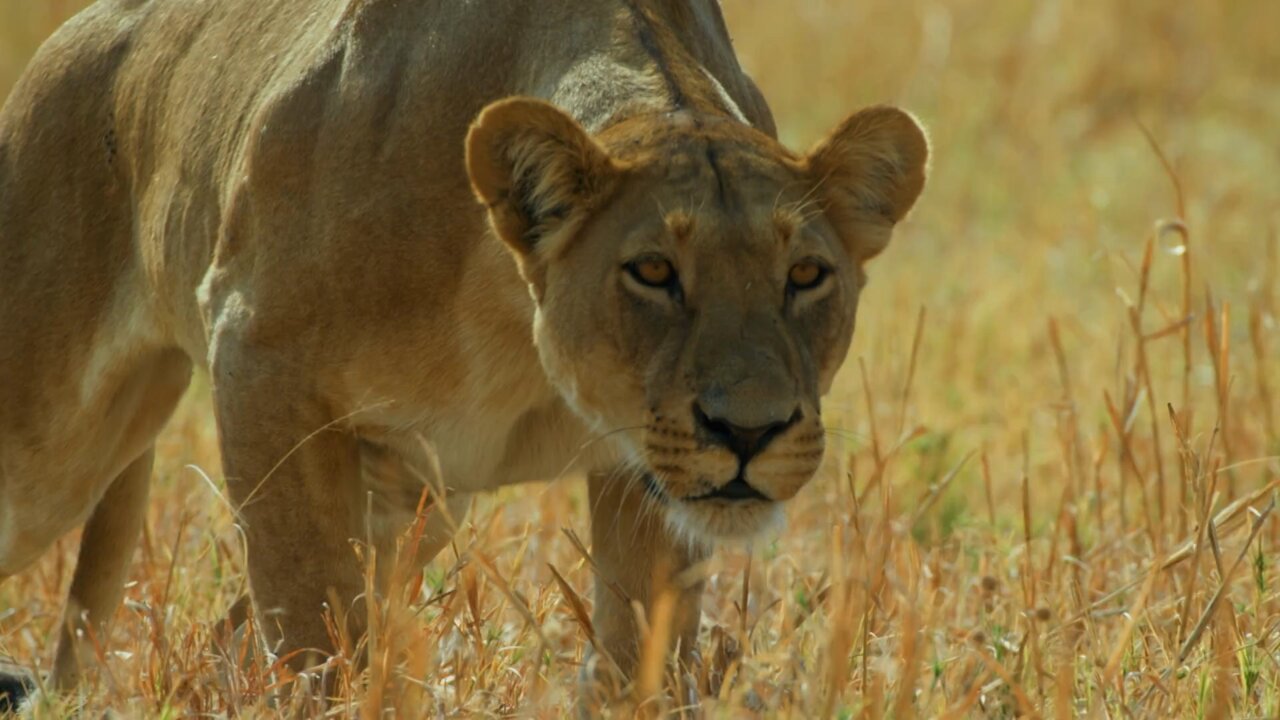 استقبل تردد ناشيونال جيوغرافيك National Geographic على القمر الصناعي بجودة عالية