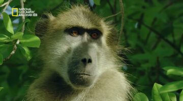 تردد ناشيونال جيوغرافيك National Geographic
