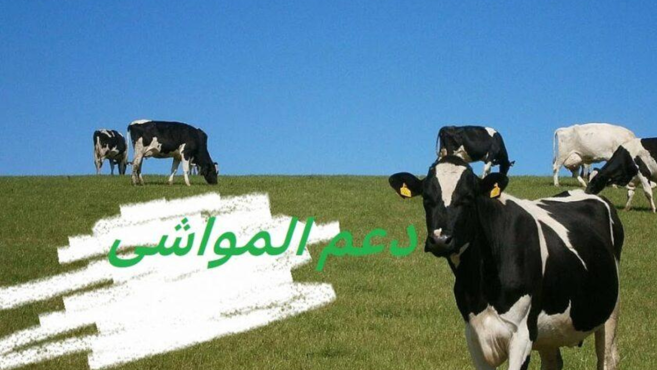 خطوات التسجيل في دعم المواشي 1446وماهي الشروط اللازمة