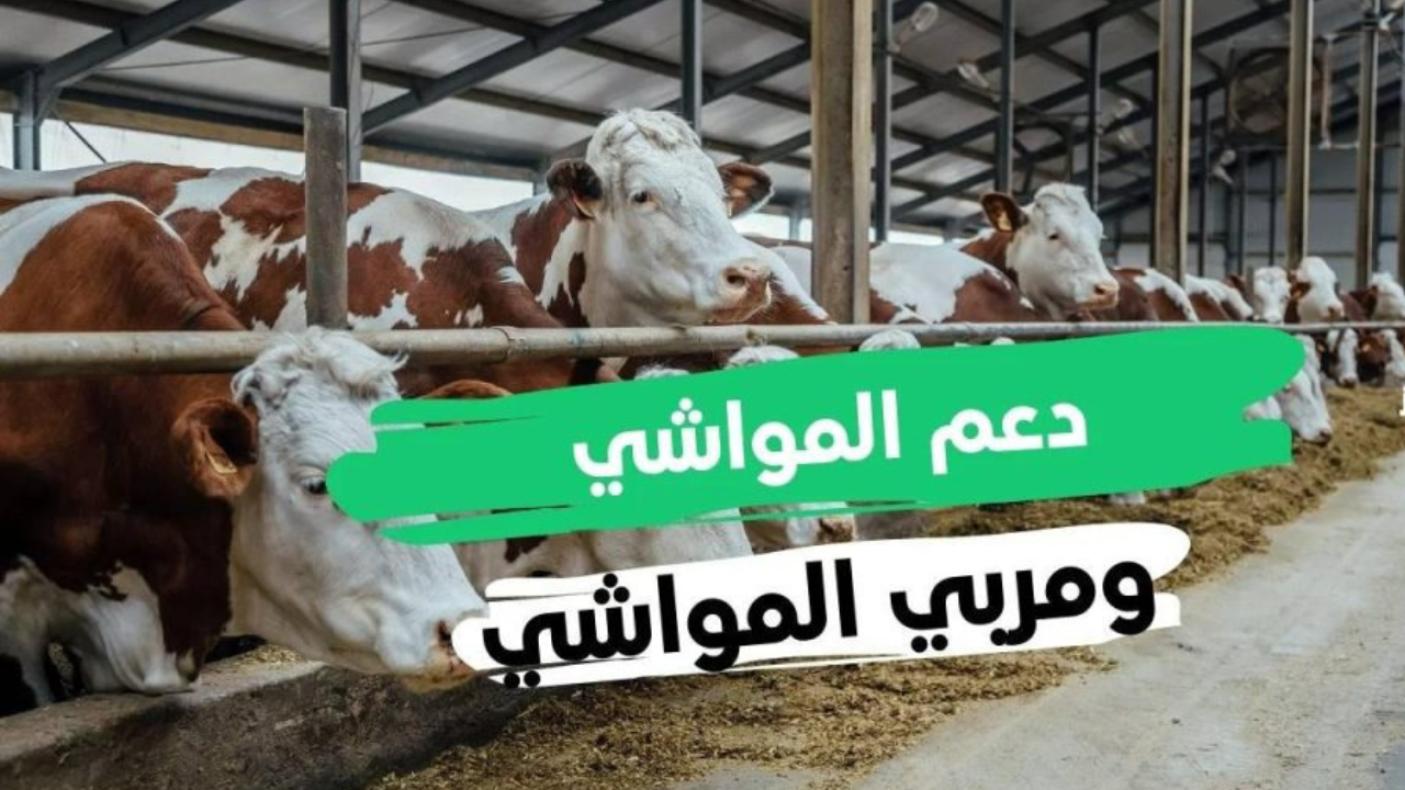 كيفية التسجيل في دعم المواشي 1446وماهي الشروط اللازمة