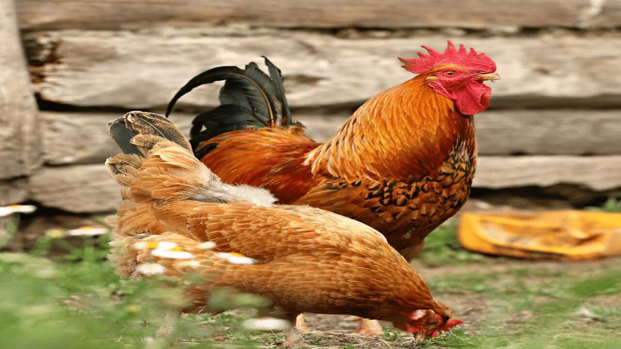 أسعار الدواجن اليوم… الجمعة 13 سبتمبر بعد ارتفاع سعر الكيلو