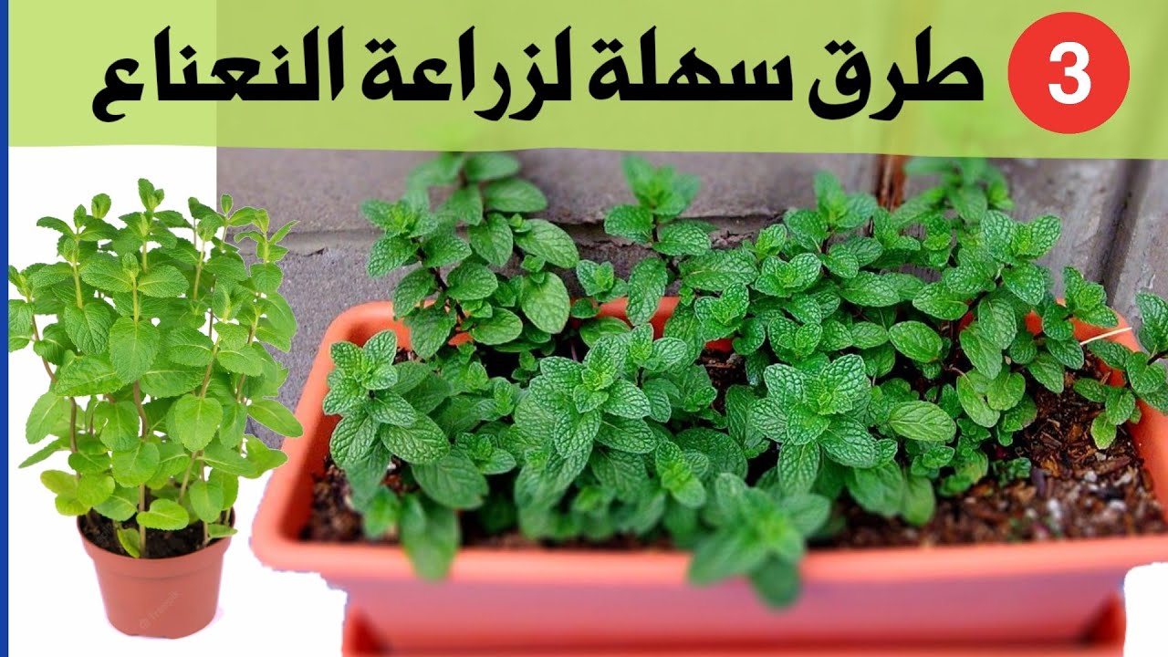 زراعة النعناع خطوة بخطوة في المنزل مزدهر طول العام.. ازرع نعناع ولن تشتريه نهائيًا بأقل الإمكانيات