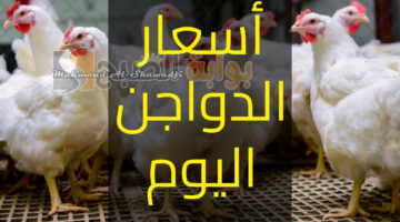 زيادة جديدة في أسعار بورصة الدواجن اليوم
