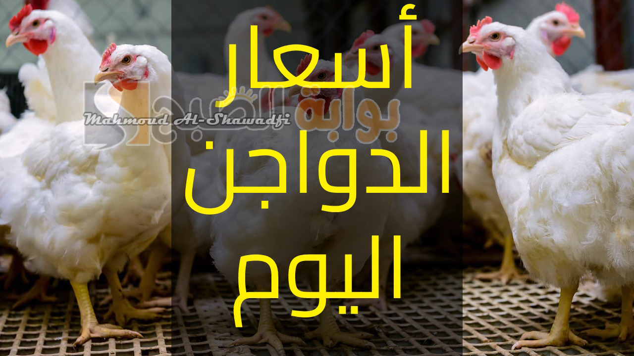 “الفراخ ترتفع”.. زيادة جديدة في أسعار بورصة الدواجن اليوم والكيلو يسجل 75 جنيهًا