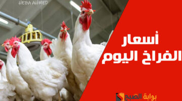 سعر االفراخ اليوم 1
