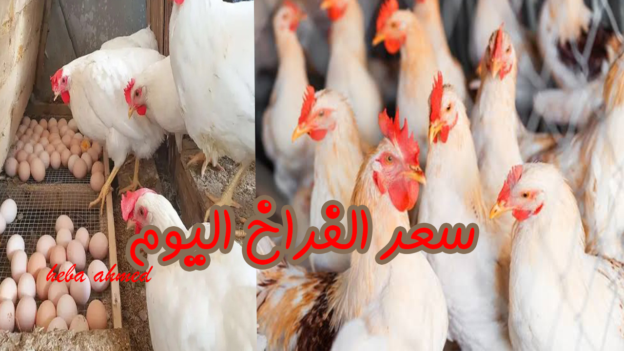 ألحقي خزنيها… ارتفاع سعر الفراخ اليوم الأحد 1 سبتمبر 2024 وإليك الأسباب