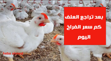 سعر الفرااخ االيوم