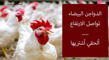 سعر الفرااخ اليوم وكم سعر الدواجن البيضاء