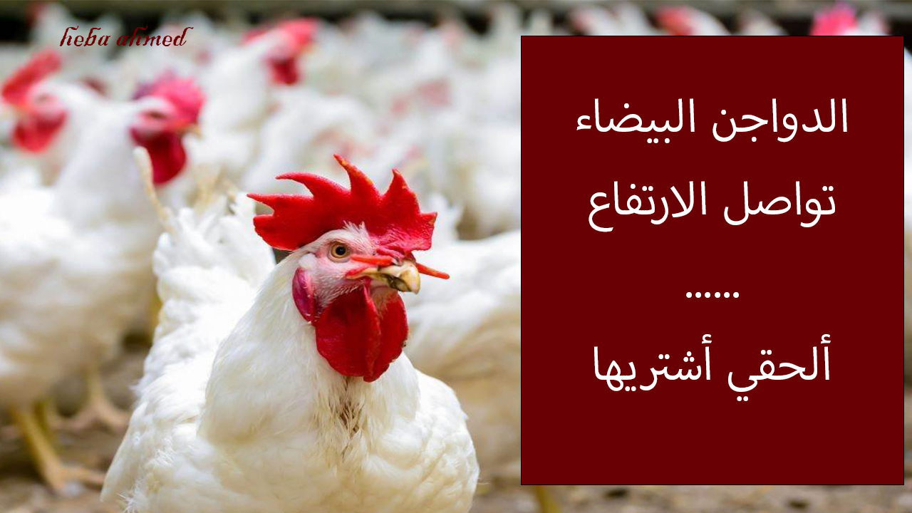 الدواجن البيضاء ترتفع مجددا… سعر الفراخ اليوم الخميس 12 سبتمبر 2024 في البورصة والأسواق
