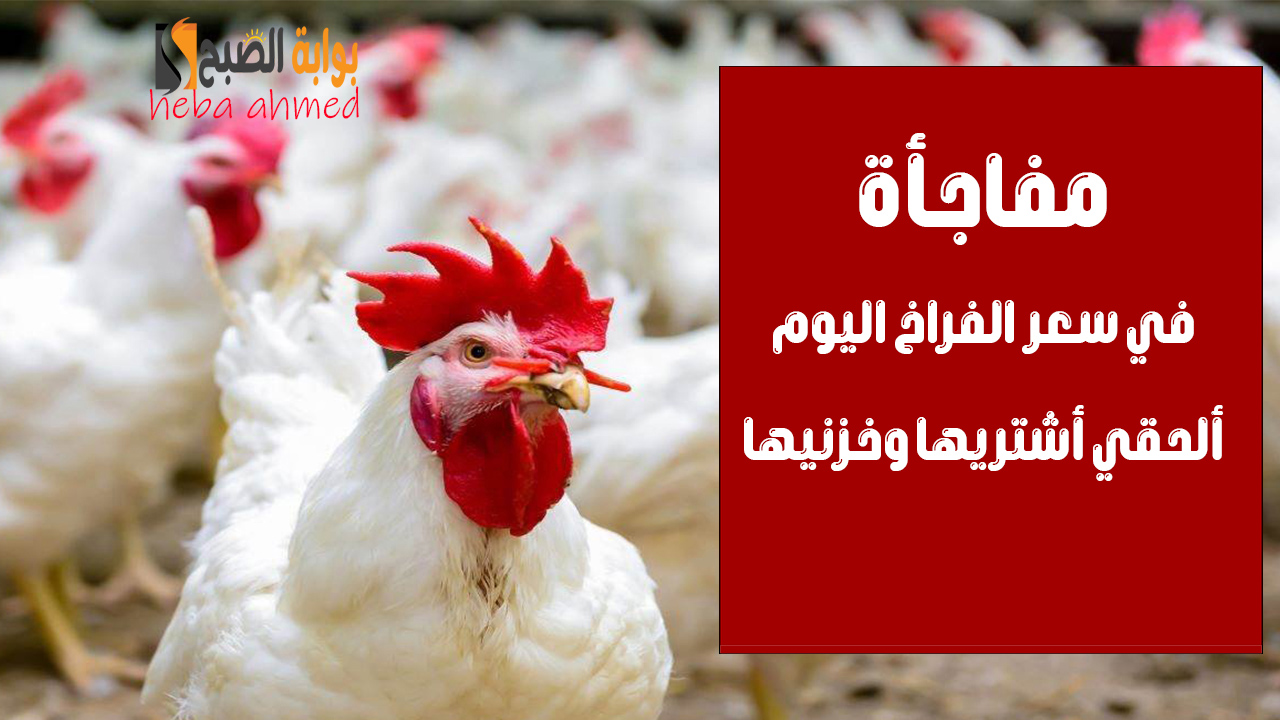 ألحقي أشتريها… هبوط وانخفاض سعر الفراخ اليوم الأحد 8 سبتمبر في البورصة والأسواق