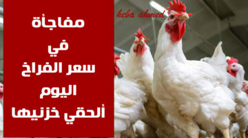 سعر الفراخ االيوم 1