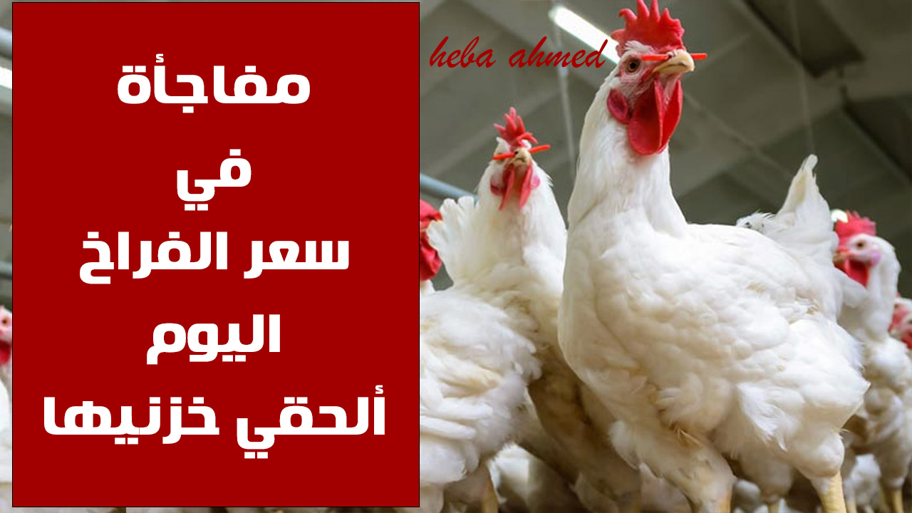تخالف التوقعات… هبوط وانخفاض سعر الفراخ اليوم الأربعاء 4 سبتمبر في المزارع والأسواق