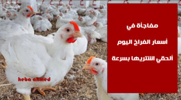 سعر الفراخ االيوم 2