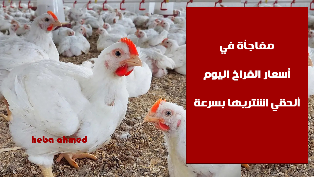 ألحقي أشتريها... مفاجأة في سعر الفراخ اليوم الخميس 5 سبتمبر وإليك الأسباب 5 ألحقي أشتريها… مفاجأة في سعر الفراخ اليوم الخميس 5 سبتمبر وإليك الأسباب