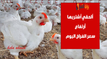 سعر الفراخ االيوم 3