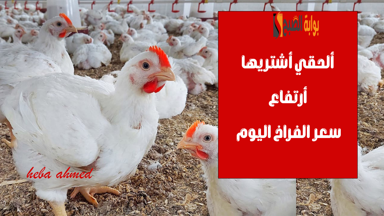 ألحقي أشتريها… ارتفاع سعر الفراخ اليوم في البورصة والأسواق الإثنين 9 سبتمبر 2024