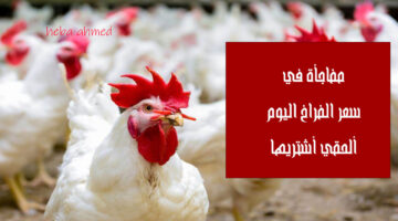 سعر الفراخ االيوم