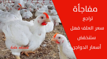 سعر الفراخ االيوم 4
