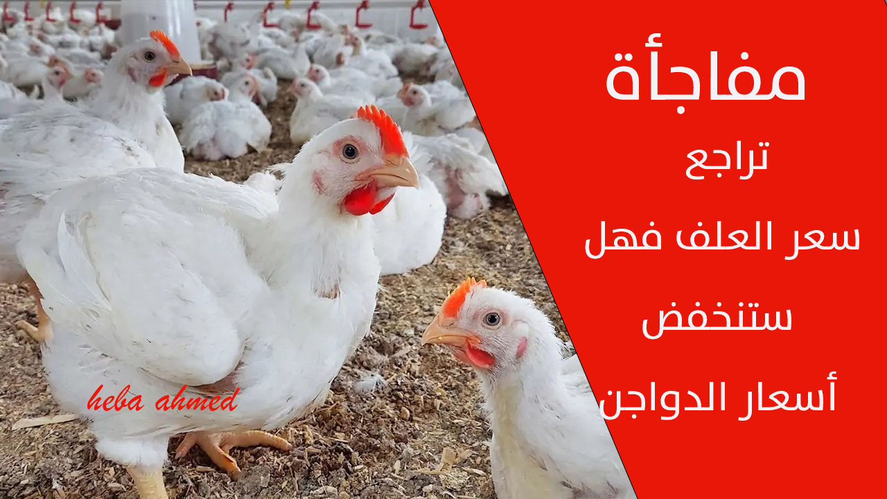 تراجع سعر العلف فهل ستنخفض أسعار الدواجن... سعر الفراخ اليوم الجمعة 13 سبتمبر وتصل 74 جنيها 5 تراجع سعر العلف فهل ستنخفض أسعار الدواجن… سعر الفراخ اليوم الجمعة 13 سبتمبر وتصل 74 جنيها