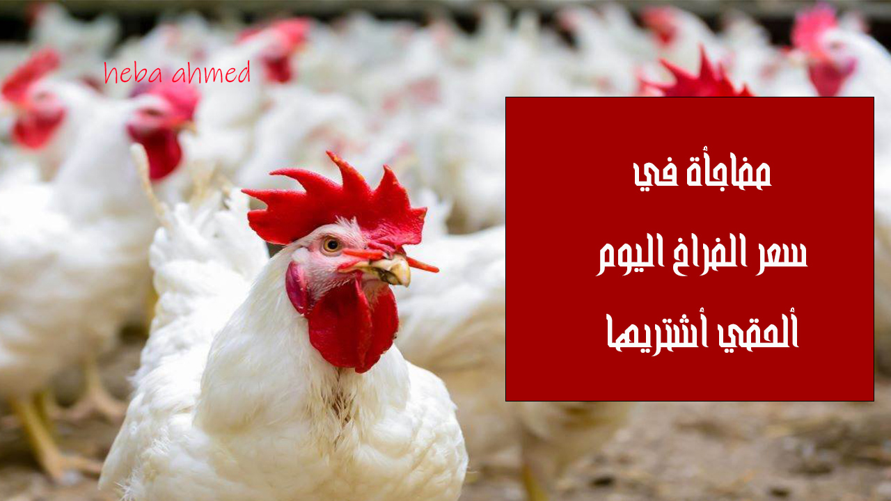 ألحقي أشتريها... انخفاض وهبوط سعر الفراخ اليوم الثلاثاء 3 سبتمبر 2024 بالأسواق والمزارع 2 ألحقي أشتريها… انخفاض وهبوط سعر الفراخ اليوم الثلاثاء 3 سبتمبر 2024 بالأسواق والمزارع