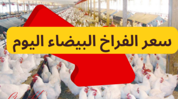 سعر الفراخ البيضاء اليوم
