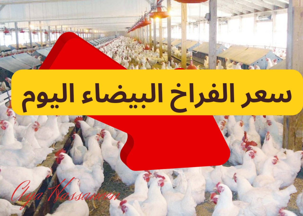 سعر كيلو الفراخ البيضاء اليوم الأربعاء 4-9-2024 في بورصة الدواجن والأسواق 2 سعر كيلو الفراخ البيضاء اليوم الأربعاء 4-9-2024 في بورصة الدواجن والأسواق