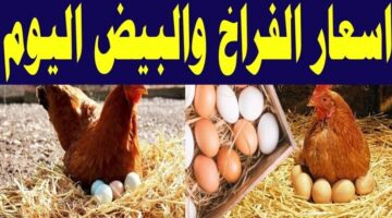 سعر الفراخ اليوم 1 1 1024x576 1