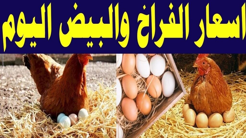 استقرار في الاسعار.. سعر الفراخ والبيض اليوم الثلاثاء في الاسواق المصرية.. مفاجأة بسعر كرتونة البيض 3 استقرار في الاسعار.. سعر الفراخ والبيض اليوم الثلاثاء في الاسواق المصرية.. مفاجأة بسعر كرتونة البيض