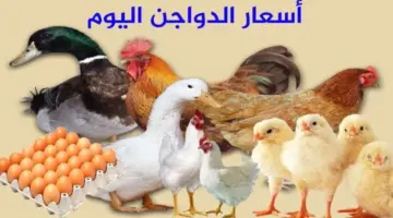 سعر الفراخ اليوم 1