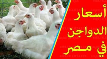 سعر الفراخ اليوم 15 800x500 1