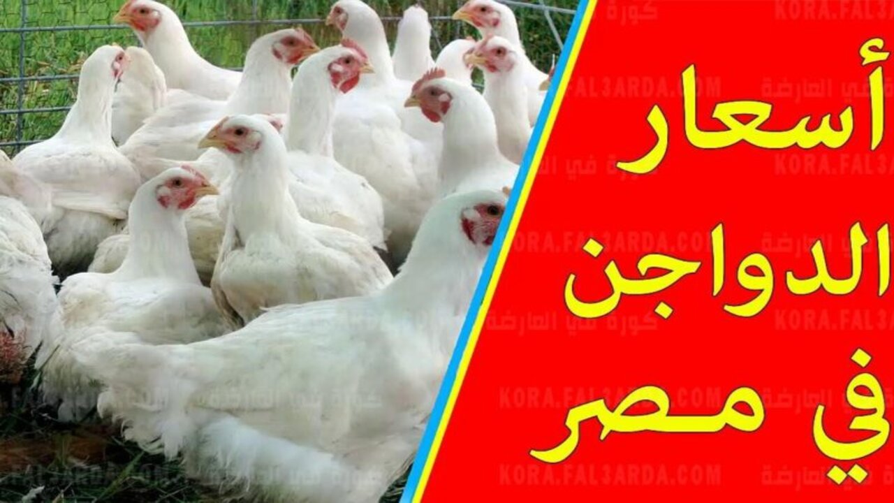 "بشرى سارة للمواطنين".. انخفاض أسعار الدواجن والبيض الآن في السوق المصري والفراخ البيضاء تتراجع 2 “بشرى سارة للمواطنين”.. انخفاض أسعار الدواجن والبيض الآن في السوق المصري والفراخ البيضاء تتراجع