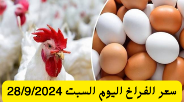سعر الفراخ اليوم الأحد 22 92024 3