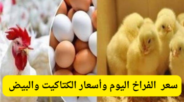 سعر الفراخ اليوم الأحد 22 92024