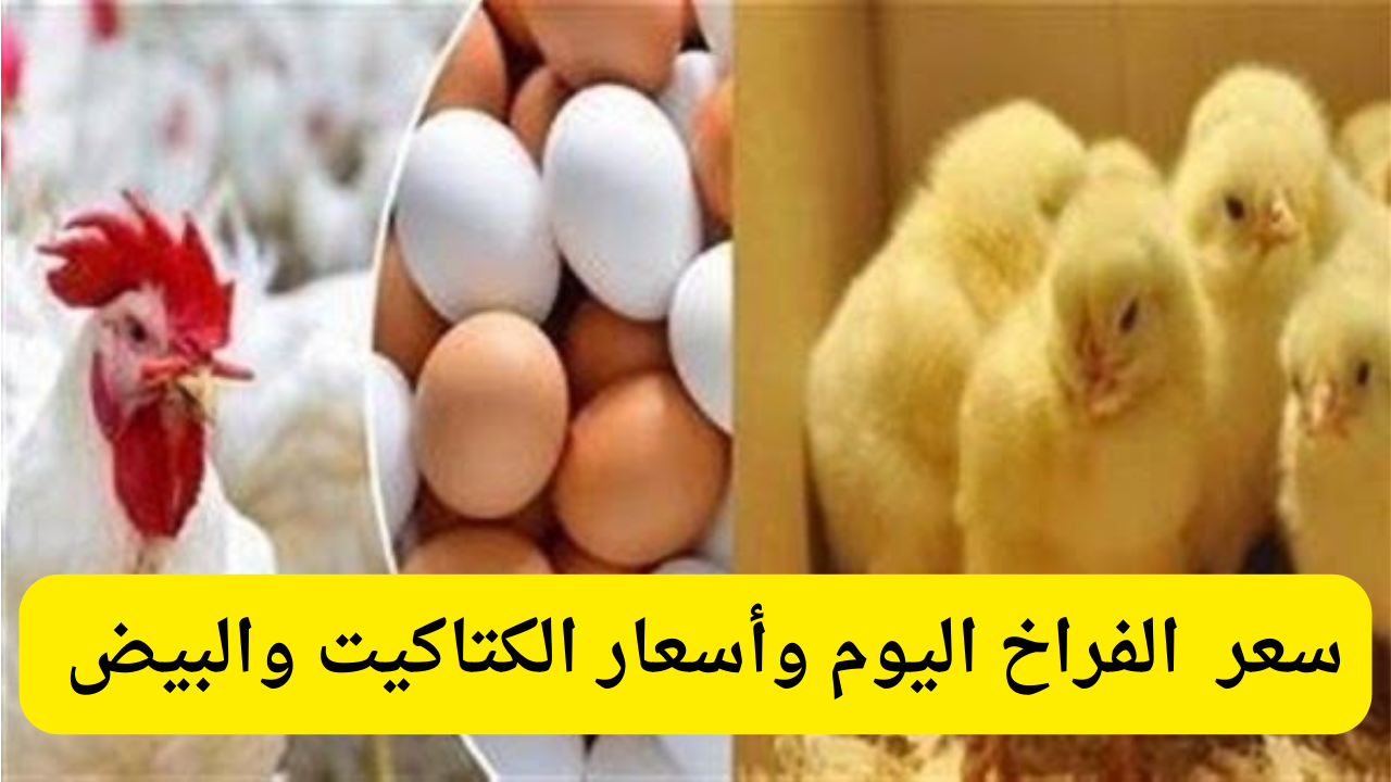 اشتروها قبل ما تغلي.. سعر الفراخ اليوم فى البورصة والأسواق يوم الأحد 22/9/2024 كم اسعار الكتاكيت وكرتونة البيض