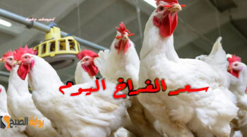 سعر الفراخ اليوم في ممصر