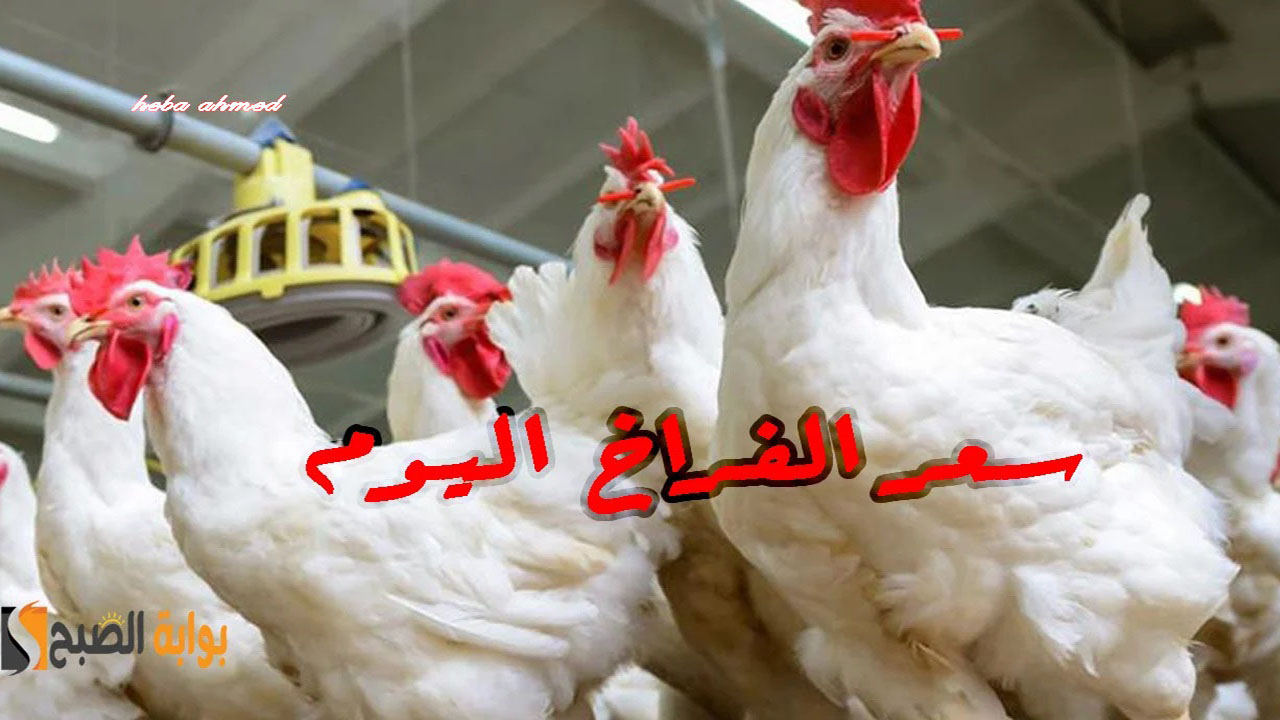 بعد تراجع العلف… انخفاض وهبوط سعر الفراخ اليوم الخميس 19 سبتمبر 2024 في البورصة والأسواق